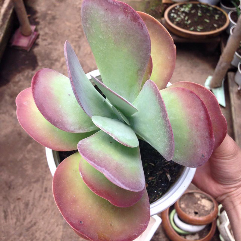 Sen đá thạch bích cánh bướm