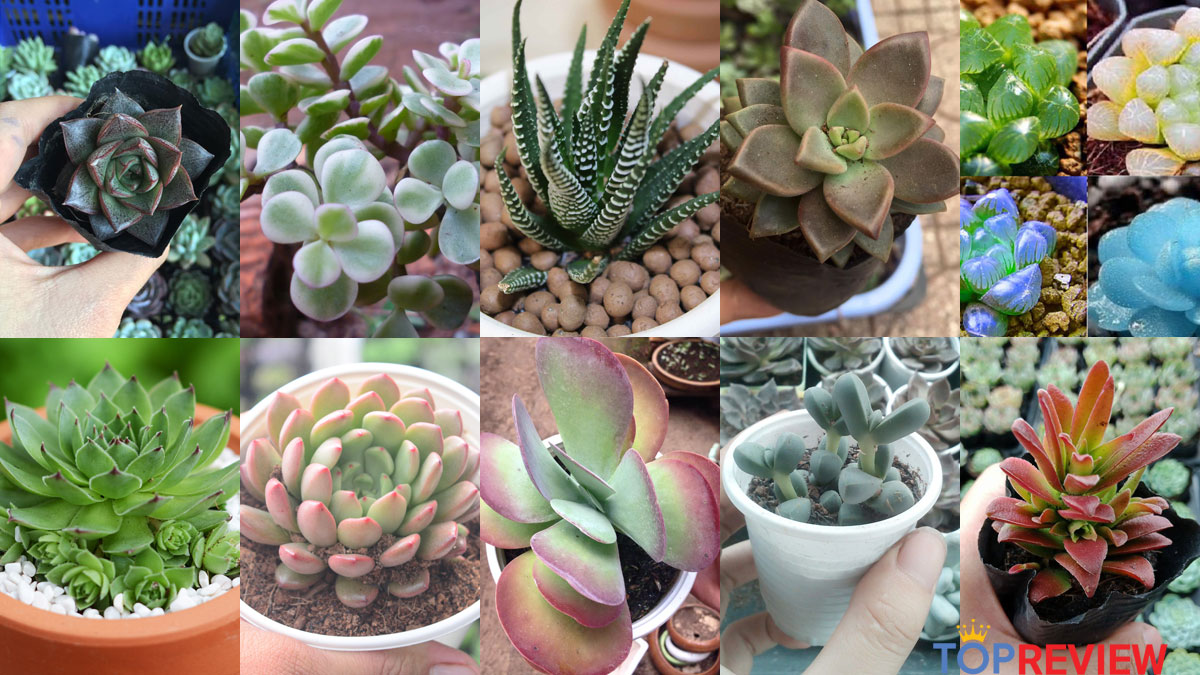 Khám Phá 10 Loài Sen Đá Đẹp Lôi Cuốn Không Thể Bỏ Qua