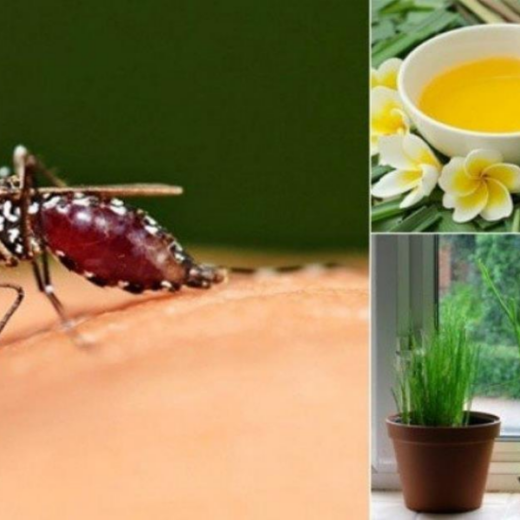 Khám Phá Những Phương Pháp Đuổi Và Diệt Muỗi An Toàn, Hiệu Quả