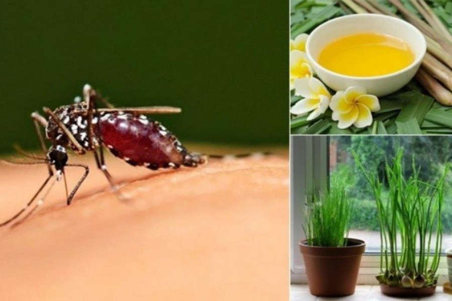 Khám Phá Những Phương Pháp Đuổi Và Diệt Muỗi An Toàn, Hiệu Quả